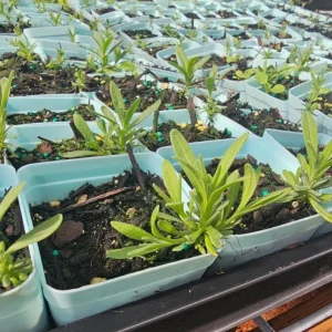 English Lavender Live Plant - 2-5 inch Tall - 3 inch Pot - Lavandula angustifolia - Fragrant Purple Herb - Image 5