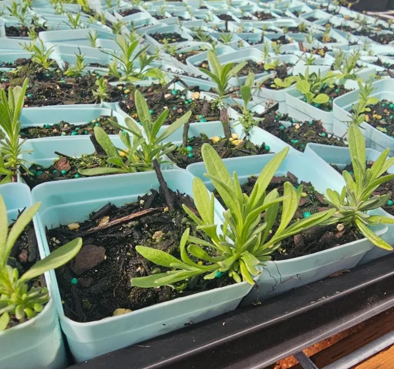 English Lavender Live Plant - 2-5 inch Tall - 3 inch Pot - Lavandula angustifolia - Fragrant Purple Herb - Image 5