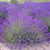 English Lavender Live Plant - 2-5 inch Tall - 3 inch Pot - Lavandula angustifolia - Fragrant Purple Herb - Image 1
