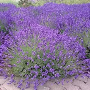 English Lavender Live Plant - 2-5 inch Tall - 3 inch Pot - Lavandula angustifolia - Fragrant Purple Herb - Image 1