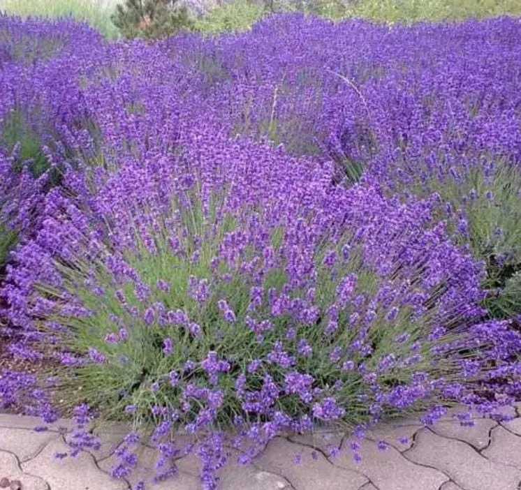 English Lavender Live Plant - 2-5 inch Tall - 3 inch Pot - Lavandula angustifolia - Fragrant Purple Herb - Image 1