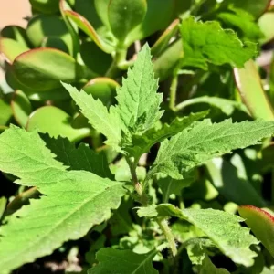 Epazote (Dysphania ambrosioides) Live Herb Plant – 4 Inch Pot for Kitchen Garden - Image 2