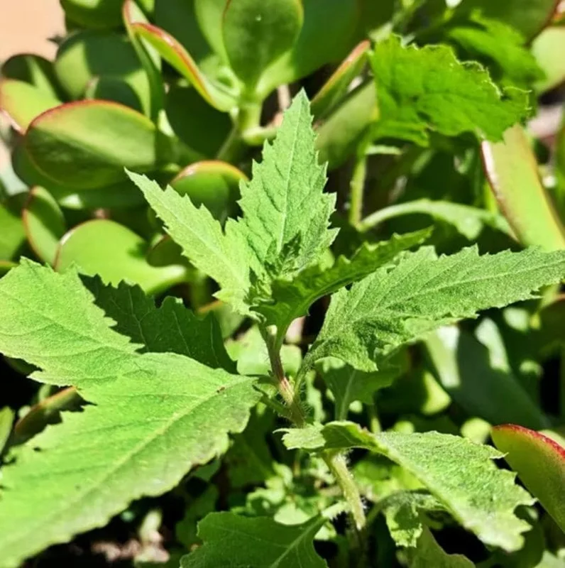 Epazote (Dysphania ambrosioides) Live Herb Plant – 4 Inch Pot for Kitchen Garden - Image 2