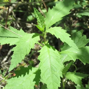 Epazote (Dysphania ambrosioides) Live Herb Plant – 4 Inch Pot for Kitchen Garden - Image 3