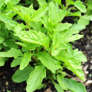 Epazote (Dysphania ambrosioides) Live Herb Plant – 4 Inch Pot for Kitchen Garden - Image 4