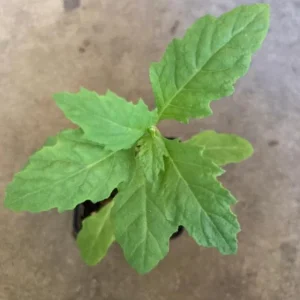Epazote (Dysphania ambrosioides) Live Herb Plant – 4 Inch Pot for Kitchen Garden - Image 5