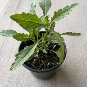 Epazote (Dysphania ambrosioides) Live Herb Plant – 4 Inch Pot for Kitchen Garden - Image 6