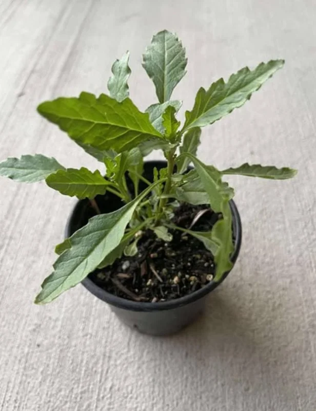 Epazote (Dysphania ambrosioides) Live Herb Plant – 4 Inch Pot for Kitchen Garden - Image 6