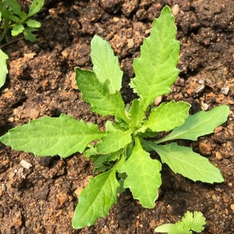 Epazote (Dysphania ambrosioides) Live Herb Plant – 4 Inch Pot for Kitchen Garden - Image 1