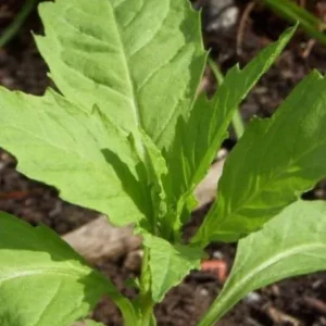 Epazote Live Herb Plant Set - 2 Plants in 4 Inch Pots for Kitchen Garden - Image 2