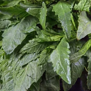 Epazote Live Herb Plant Set - 2 Plants in 4 Inch Pots for Kitchen Garden - Image 3