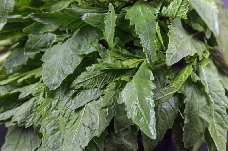 Epazote Live Herb Plant Set - 2 Plants in 4 Inch Pots for Kitchen Garden - Image 3