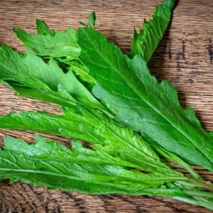 Epazote Live Herb Plant Set - 2 Plants in 4 Inch Pots for Kitchen Garden - Image 4