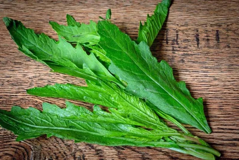 Epazote Live Herb Plant Set - 2 Plants in 4 Inch Pots for Kitchen Garden - Image 4