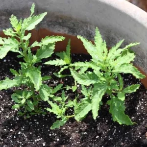 Epazote Live Herb Plant Set - 2 Plants in 4 Inch Pots for Kitchen Garden - Image 5