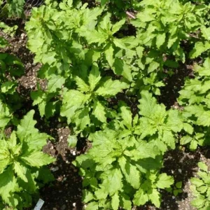 Epazote Live Herb Plant Set - 2 Plants in 4 Inch Pots for Kitchen Garden - Image 6