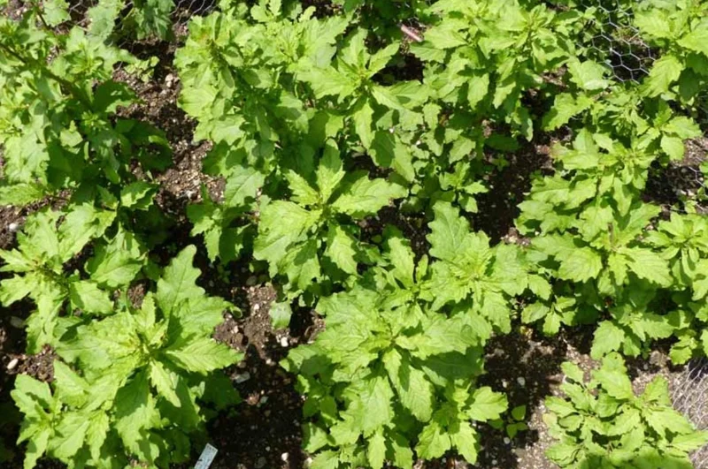 Epazote Live Herb Plant Set - 2 Plants in 4 Inch Pots for Kitchen Garden - Image 6