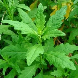 Epazote Live Herb Plant Set - 2 Plants in 4 Inch Pots for Kitchen Garden - Image 1