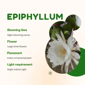 Epiphyllum Oxypetalum Orchid Cactus Live Plant - Night Blooming, 4 Inch Pot - Image 2