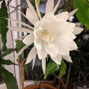 Epiphyllum Oxypetalum Orchid Cactus Live Plant - Night Blooming, 4 Inch Pot - Image 3