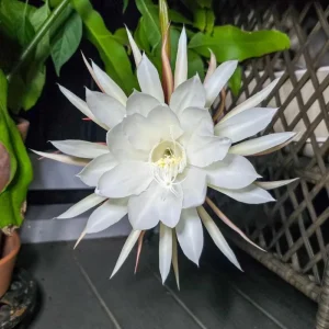 Epiphyllum Oxypetalum Orchid Cactus Live Plant - Night Blooming, 4 Inch Pot - Image 4