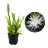 Epiphyllum Oxypetalum Orchid Cactus Live Plant - Night Blooming, 4 Inch Pot - Image 1