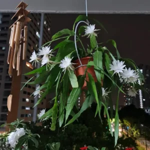 Epiphyllum Oxypetalum Orchid Cactus Live Plant - Night Blooming, 4 Inch Pot - Image 5