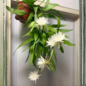 Epiphyllum Oxypetalum Orchid Cactus Live Plant - Night Blooming, 4 Inch Pot - Image 6