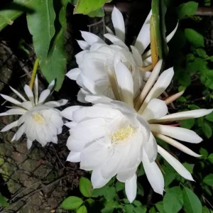 Epiphyllum Oxypetalum Orchid Cactus Live Plant - Night Blooming, 4 Inch Pot - Image 7