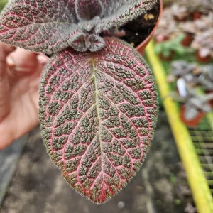 Episcia Flame Violet Pink Gator Live Plant - Trailing Indoor Houseplant in 4 Inch Pot - Image 2