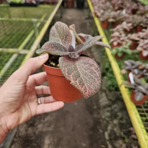 Episcia Flame Violet Pink Gator Live Plant - Trailing Indoor Houseplant in 4 Inch Pot - Image 3