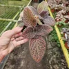 Episcia Flame Violet Pink Gator Live Plant - Trailing Indoor Houseplant in 4 Inch Pot - Image 1
