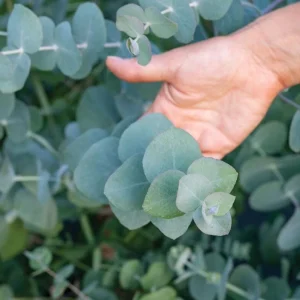 Eucalyptus Silver Dollar Live Plant - 3-5 Inch Tall - Aromatic Foliage for Garden & Containers - Image 4
