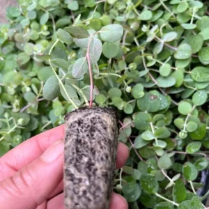 Eucalyptus Silver Dollar Live Plant - 3-5 Inch Tall - Aromatic Foliage for Garden & Containers - Image 8