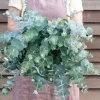 Eucalyptus Silver Dollar Live Plant - 3-5 Inch Tall - Aromatic Foliage for Garden & Containers - Image 1