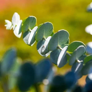 Eucalyptus Silver Dollar Live Plant - 4 to 6 Inch Starter Plant for Indoor/Outdoor - Image 5