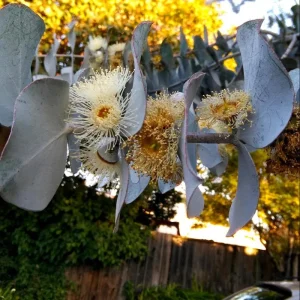 Eucalyptus Silver Dollar Live Plant - 4 to 6 Inch Starter Plant for Indoor/Outdoor - Image 6