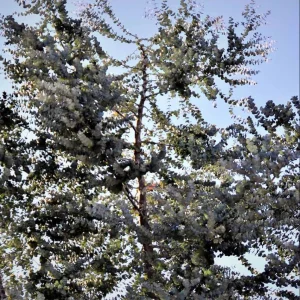 Eucalyptus Silver Dollar Live Plant - 4 to 6 Inch Starter Plant for Indoor/Outdoor - Image 7