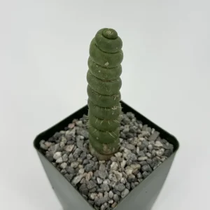 Eulychnia Castanea Spiralis Live Plant | Spiral Cactus | 4 Inch Pot | Rare Indoor - Image 3