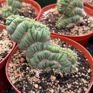 Eulychnia Castanea Spiralis Live Plant | Spiral Cactus | 4 Inch Pot | Rare Indoor - Image 4