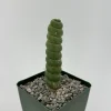 Eulychnia Castanea Spiralis Live Plant | Spiral Cactus | 4 Inch Pot | Rare Indoor - Image 1