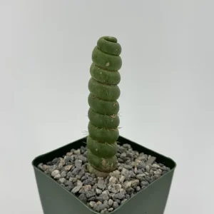 Eulychnia Castanea Spiralis Live Plant | Spiral Cactus | 4 Inch Pot | Rare Indoor - Image 1