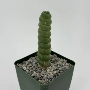 Eulychnia Castanea Spiralis Live Plant – Spiral Cactus in 6 Inch Pot – Rare Indoor Succulent - Image 2