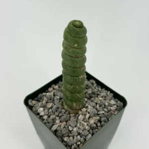 Eulychnia Castanea Spiralis Live Plant – Spiral Cactus in 6 Inch Pot – Rare Indoor Succulent - Image 3