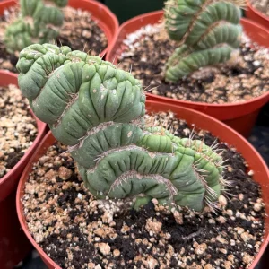Eulychnia Castanea Spiralis Live Plant – Spiral Cactus in 6 Inch Pot – Rare Indoor Succulent - Image 4