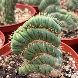 Eulychnia Castanea Spiralis Live Plant – Spiral Cactus in 6 Inch Pot – Rare Indoor Succulent - Image 5