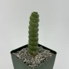 Eulychnia Castanea Spiralis Live Plant – Spiral Cactus in 6 Inch Pot – Rare Indoor Succulent - Image 1