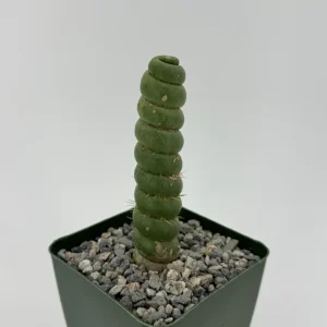 Eulychnia Castanea Spiralis Live Plant – Spiral Cactus in 6 Inch Pot – Rare Indoor Succulent - Image 1