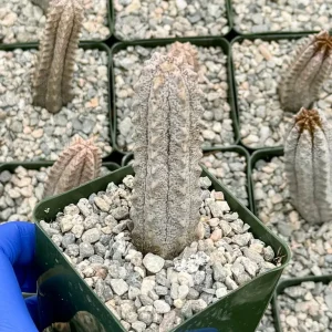 Euphorbia Abdelkuri Gray Succulent Live Plant - Rare 4 inch Pot - Image 2