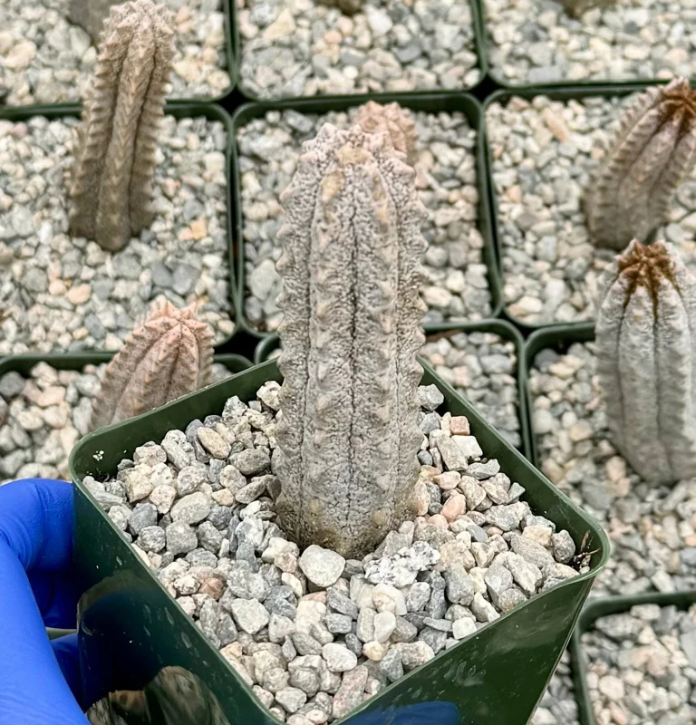 Euphorbia Abdelkuri Gray Succulent Live Plant - Rare 4 inch Pot - Image 2